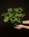 Maranta plant