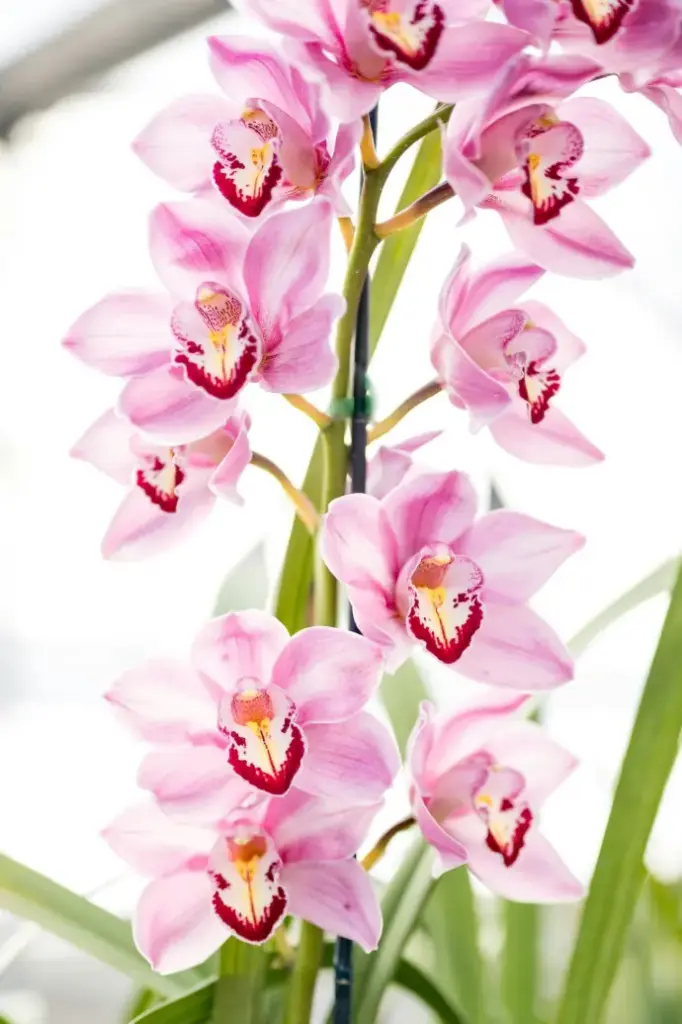 Moth Orchids bulbs