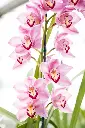 Moth Orchids bulbs