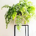 Maidenhair fern