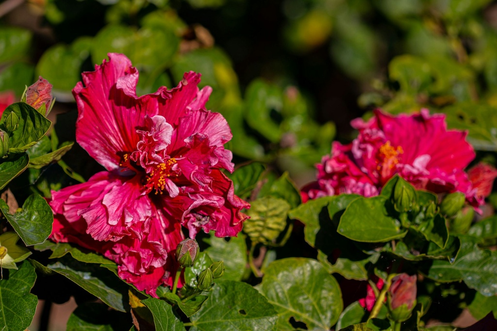 Double petal Hibiscus plant