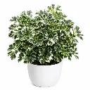 Ming aralia