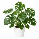 Monstera deliciosa