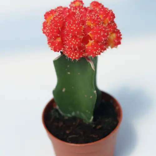 Moon cactus