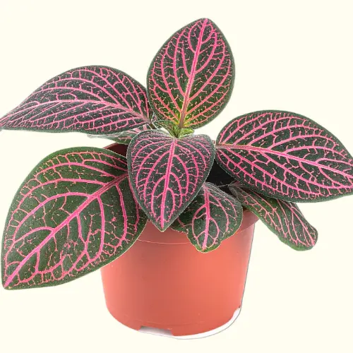 Nerve plant