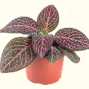 Nerve plant