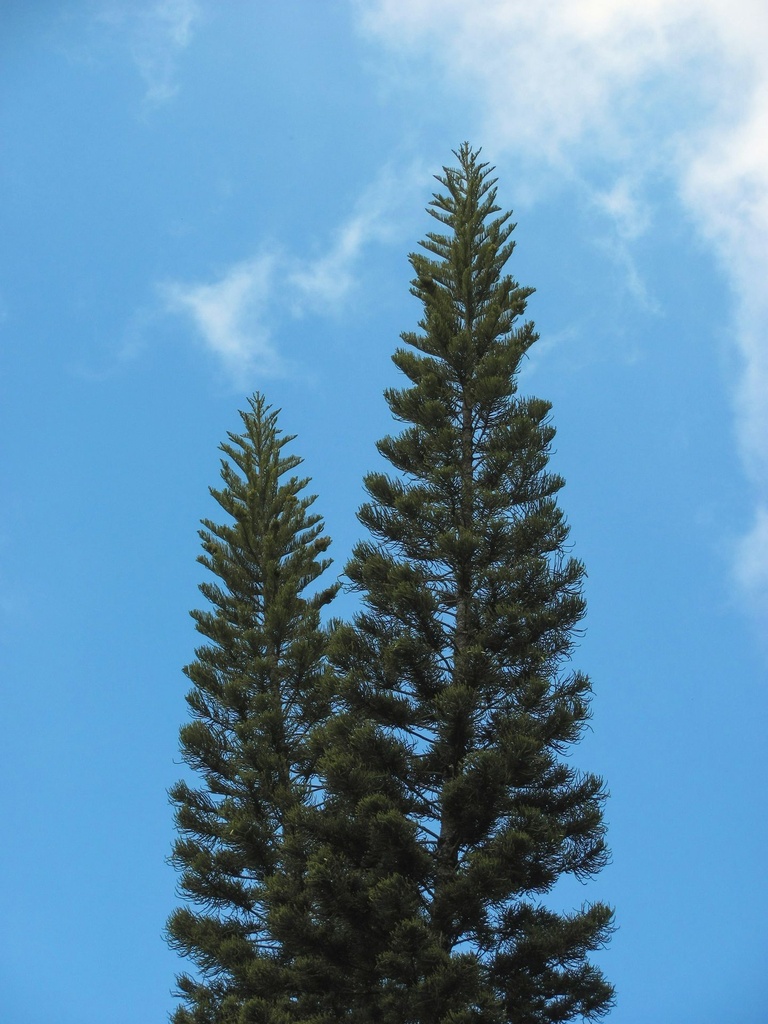 Norfolk island pine plant/Christmas tree