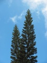 Norfolk island pine plant/Christmas tree