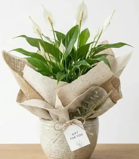 Peace lily GIFT POT