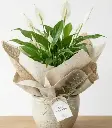 Peace lily GIFT POT