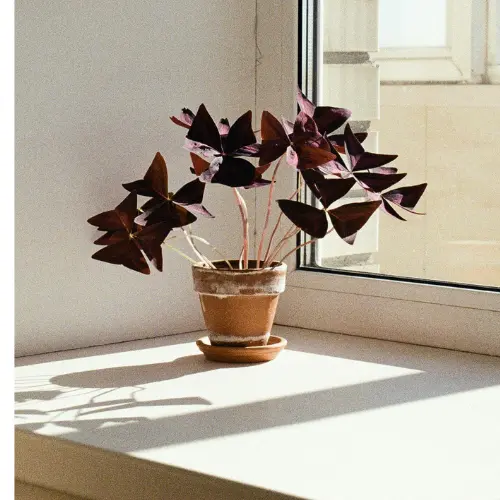 Oxalis