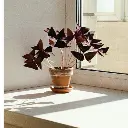Oxalis