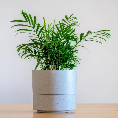 Parlor palm 