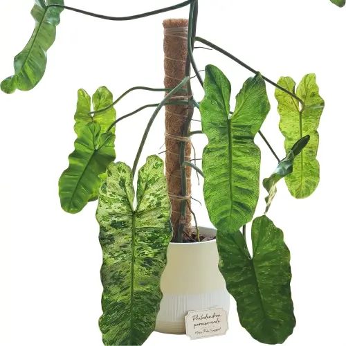 Philodendron paraisoverde plant