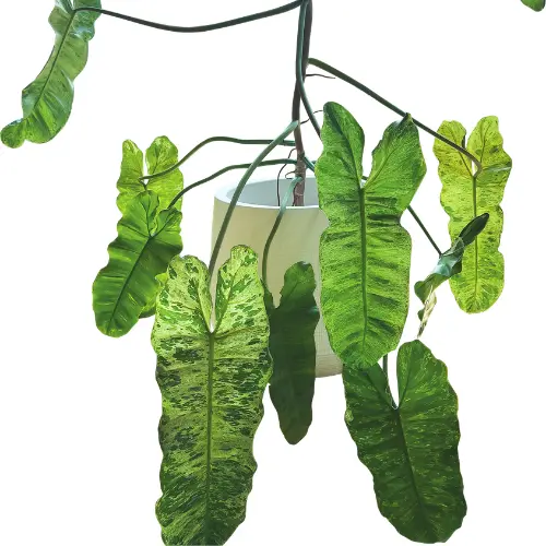 Philodendron paraisoverde