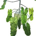 Philodendron paraisoverde