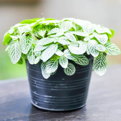 Fittonia