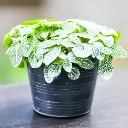 Fittonia