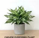 Aglaonema snow white