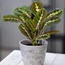 Prayer plant