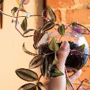 Wandering jew