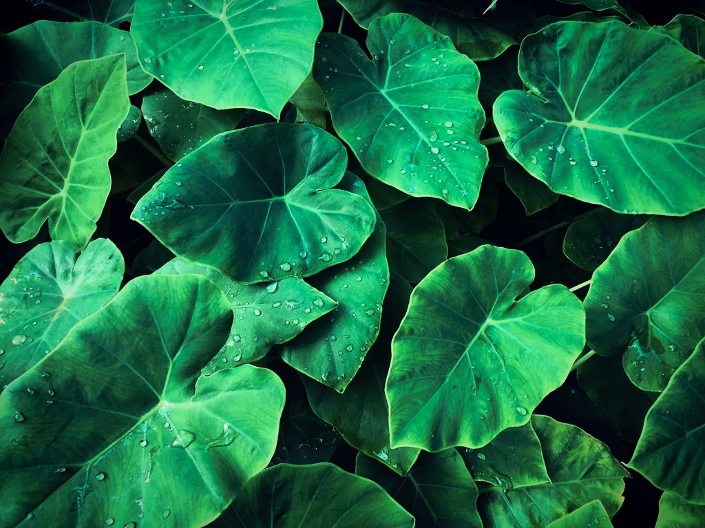 Elephant ear plant