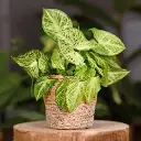 Syngonium