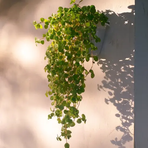 Swedish ivy