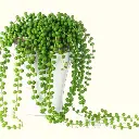 String of pearls