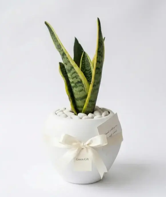 Snake plant  Gift pot