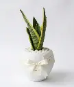 Snake plant  Gift pot
