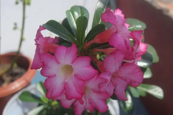 Desert Rose plant (any color)
