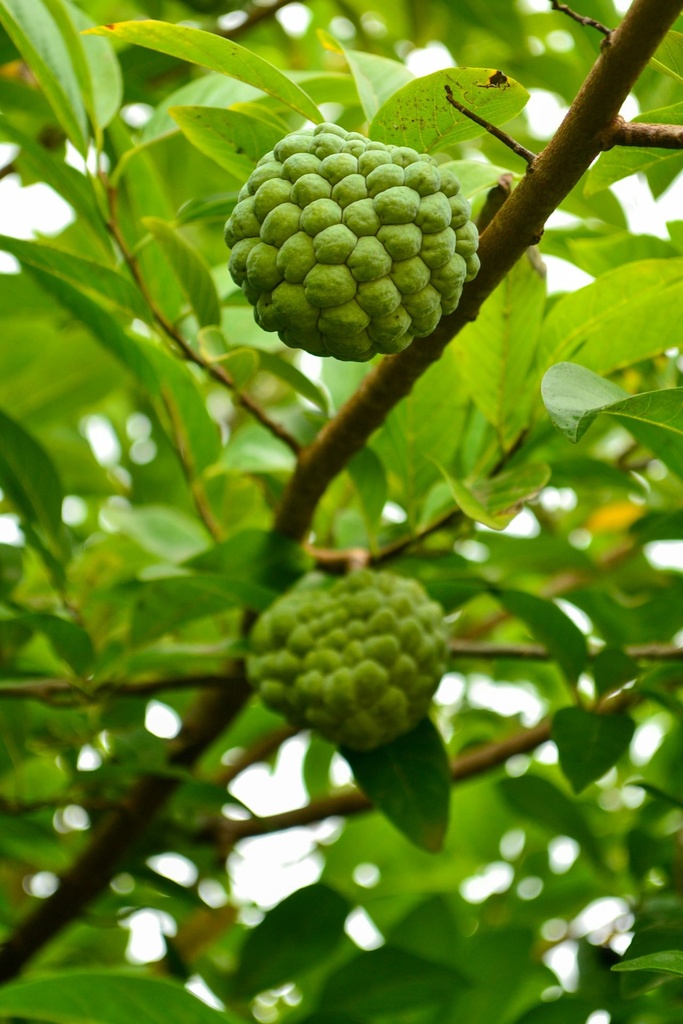 Custard Apple