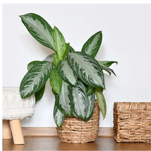 Chinese Evergreen Var. Silver Bay