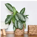 Chinese Evergreen Var. Silver Bay