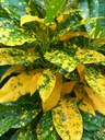 Croton golden dust plant