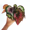 Begonia rex