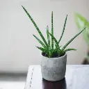 Cylindrical snake
