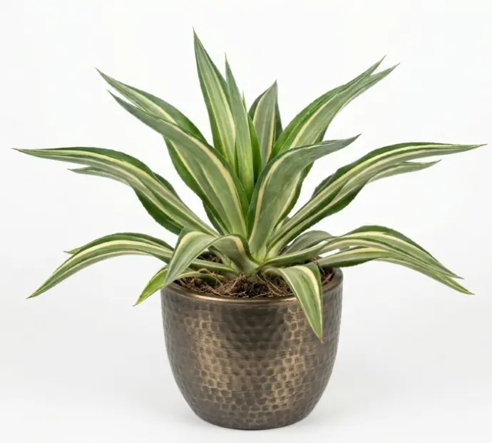 False agave