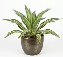 False agave