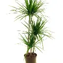 Dracaena
