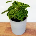 Calathea Zebrina