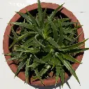 Dyckia brevifolia