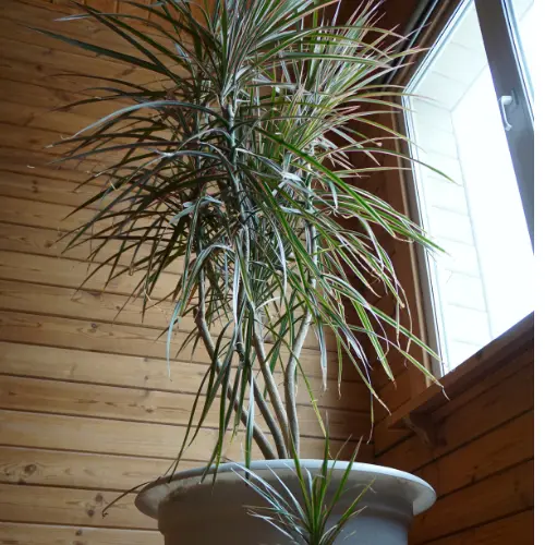 Dracaena Marginata