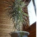 Dracaena Marginata