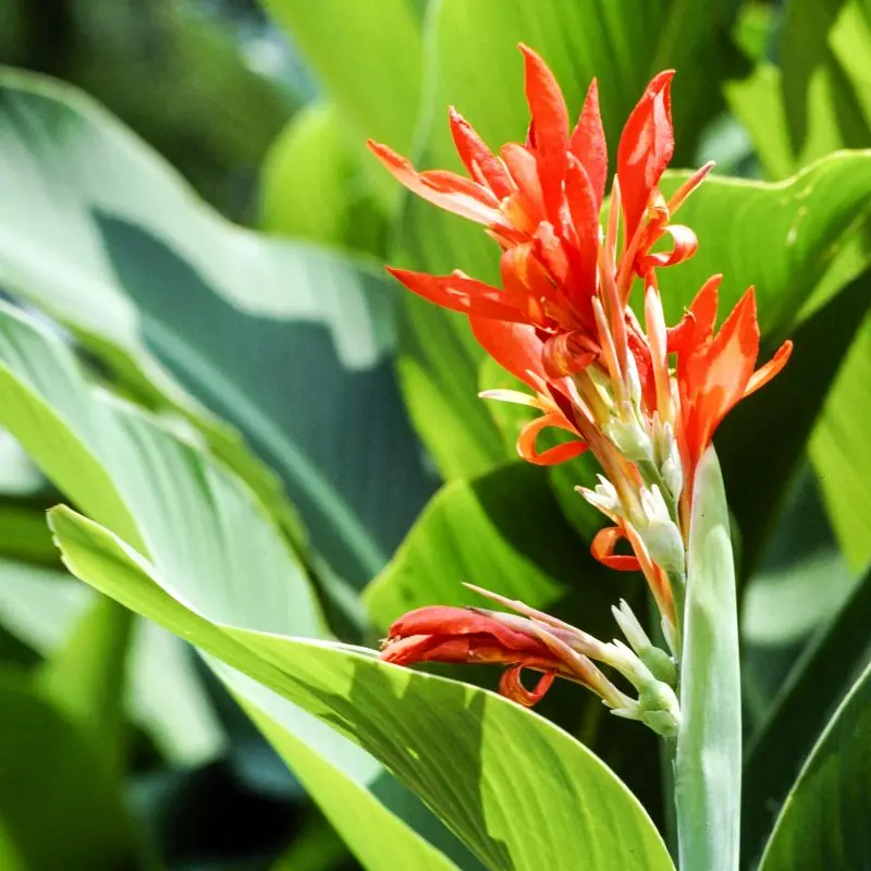 Canna lily
