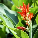 Canna lily
