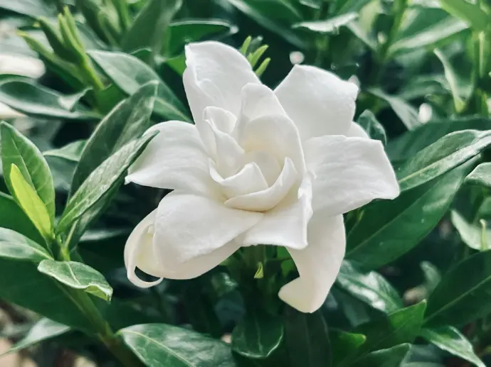 Gardenia plant