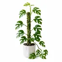 GINNY [Mini monstera]