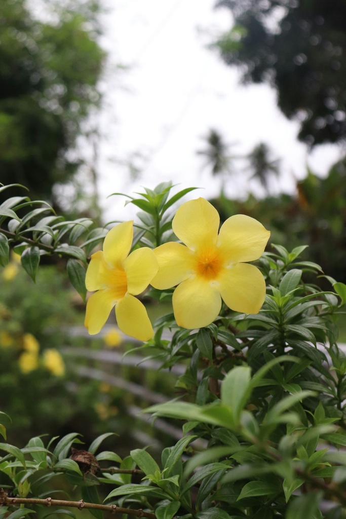Golden trumpet plant
